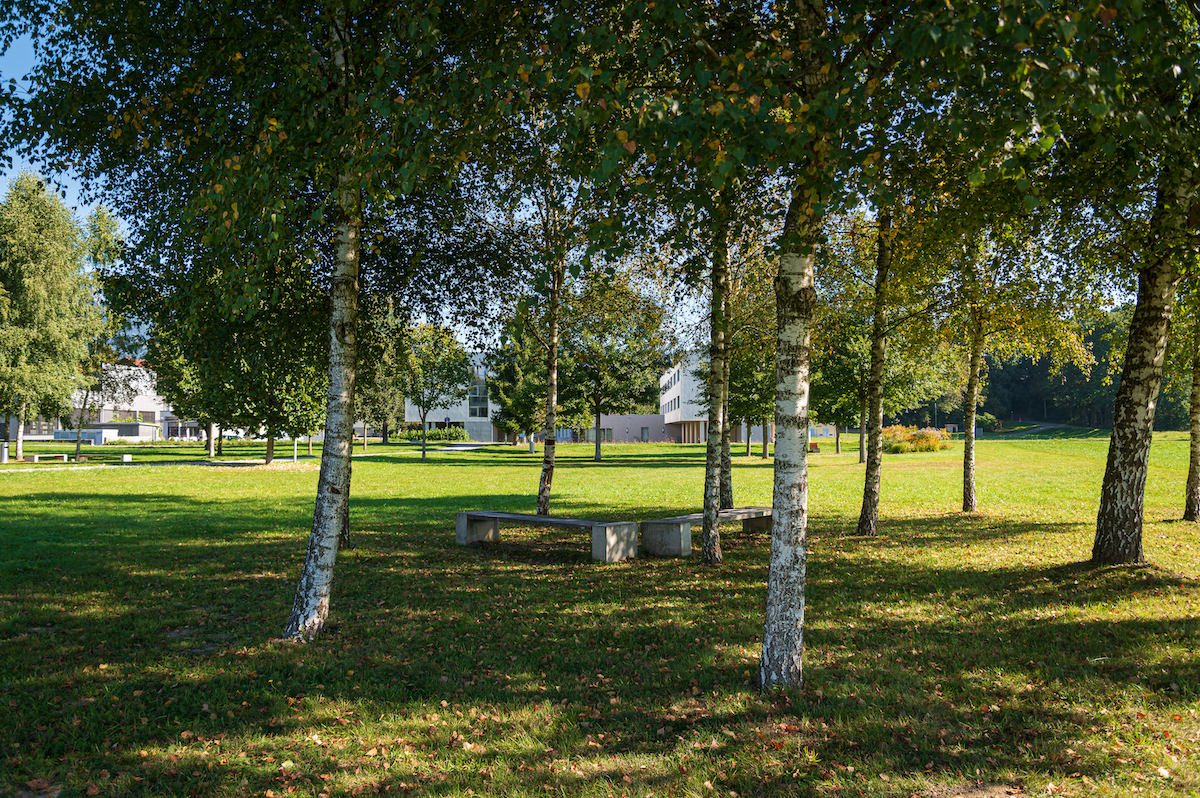 park with trees