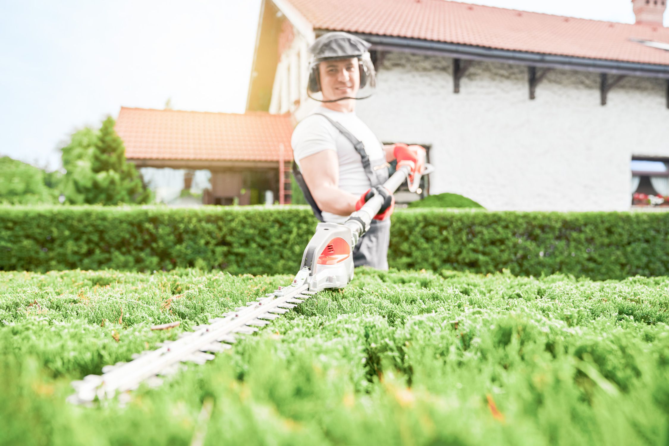 Man trimming a hedge